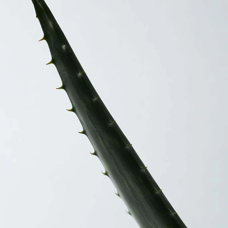 Soothing Aloe Vera Gel - Image 14