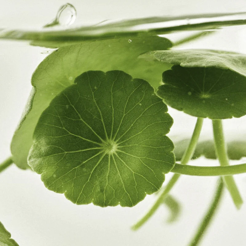 Light On Serum Centella + Vita C - Image 14